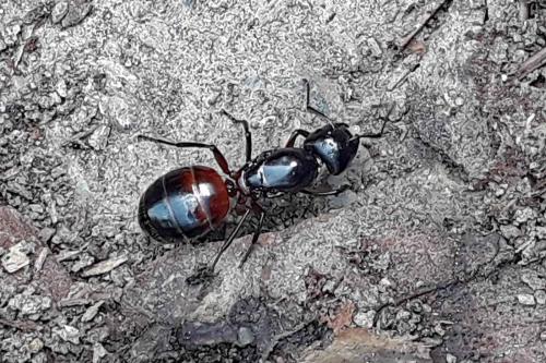 Réf. 327 922 : Camponotus ligniperda